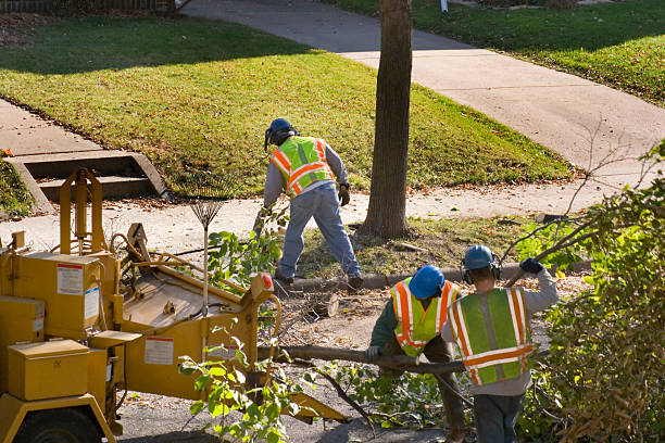 How Our Tree Care Process Works  in  Kathleen, FL